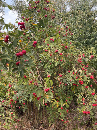 Rosa pomifera