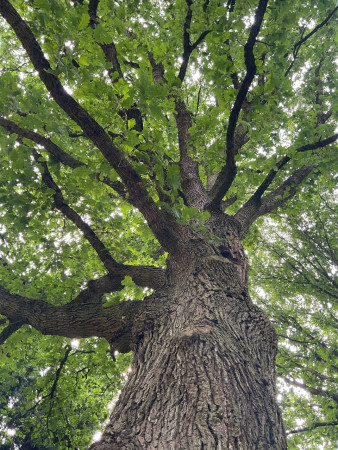 Strom- nejlepší přítel